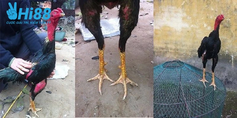 Cách Đổ Gà Đá – Tổng Hợp Kiến Thức Hay, Chuẩn Cho Sư Kê bat mi cach do ga da hay hieu qua hien nay