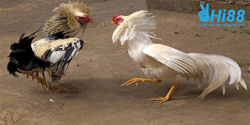Bật Mí Cách Nuôi Gà Đá Tới Pin Hiệu Quả Từ Sư Kê Lão Làng Can chu y trong che do luyen tap cho cach nuoi ga da toi pin