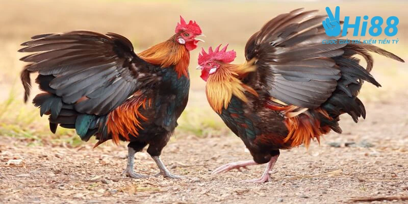 Bật Mí Cách Nuôi Gà Đá Tới Pin Hiệu Quả Từ Sư Kê Lão Làng Can nhac chon giong ga da hay
