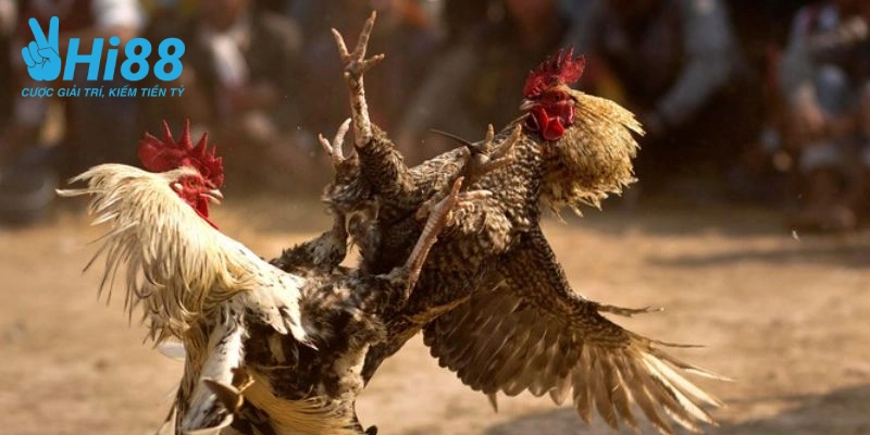 Cách Nuôi Gà Đá Bo Lớn, Chiến Kê Trăm Trận Trăm Thắng Huong dan tap luyen ga choi hieu qua