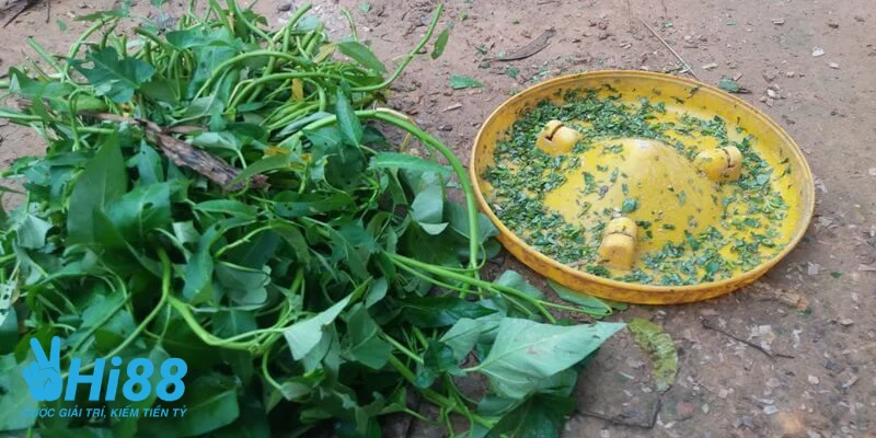 Bật Mí Cách Nuôi Gà Đá Tới Pin Hiệu Quả Từ Sư Kê Lão Làng Lua chon da dang loai rau xanh trong bua an cua ga