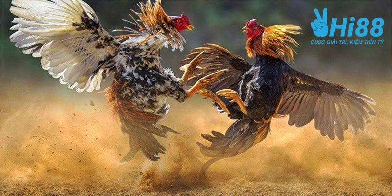 Học Hỏi Cách Nuôi Gà Đá Cựa Sắt Khỏe, Đá Có Lực Của Cao Thủ bat mi cach nuoi ga da hieu qua