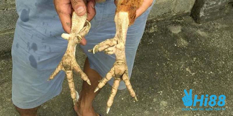 Bí Kíp Cách Nuôi Gà Đá Có Lực Hiệu Quả Dành Cho Sư Kê Bí Kíp Cách Nuôi Gà Đá Có Lực Hiệu Quả Dành Cho Sư Kê