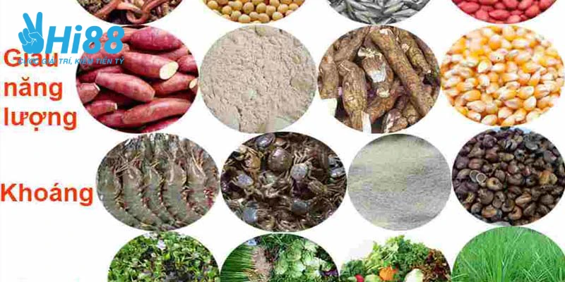 Bí Kíp Cách Nuôi Gà Đá Có Lực Hiệu Quả Dành Cho Sư Kê Nuôi gà đá bằng chế độ dinh dưỡng đảm bảo để chúng phát triển hiệu quả
