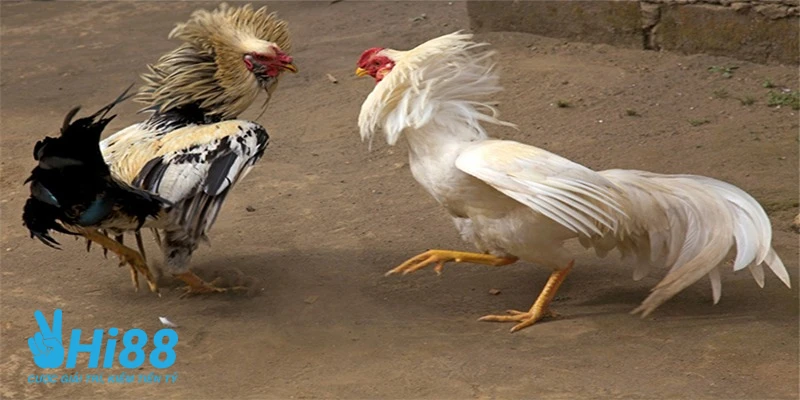 Học Hỏi Cách Nuôi Gà Đá Cựa Sắt Khỏe, Đá Có Lực Của Cao Thủ huong dan cach nuoi ga da