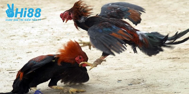 Học Hỏi Cách Nuôi Gà Đá Cựa Sắt Khỏe, Đá Có Lực Của Cao Thủ Học Hỏi Cách Nuôi Gà Đá Cựa Sắt Khỏe, Đá Có Lực Của Cao Thủ