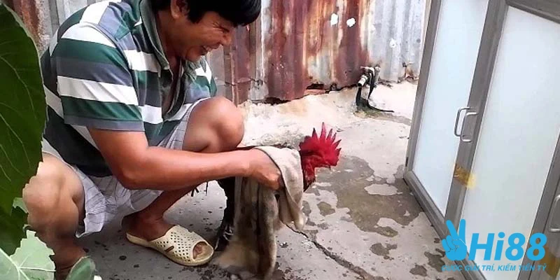 Tìm Hiểu Cách Nuôi Gà Đá Cựa Sắt Chuẩn Không Phải Ai Cũng Biết Tìm Hiểu Cách Nuôi Gà Đá Cựa Sắt Chuẩn Không Phải Ai Cũng Biết