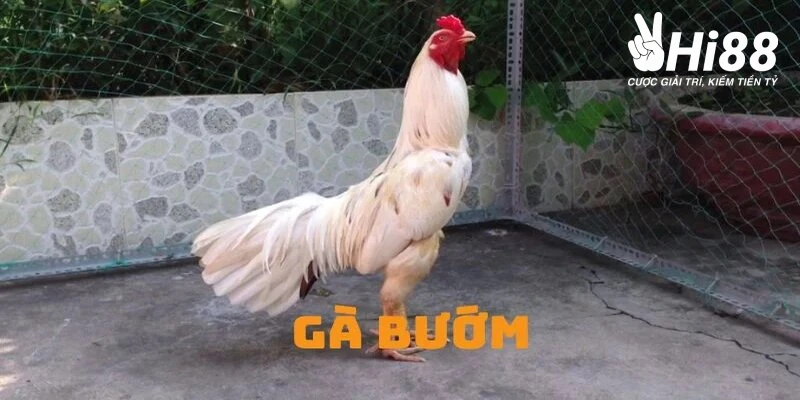Gà Bướm - Biểu Tượng Của Vẻ Đẹp Và Sức Mạnh Kiên Cường Gà bướm với vẻ đẹp riêng biệt, mạnh mẽ