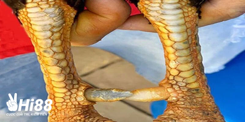 Vảy Đại Giáp - Vảy Gà Quý Hiếm Giúp Nhận Diện Thần Kê Vảy Đại Giáp - Vảy Gà Quý Hiếm Giúp Nhận Diện Thần Kê