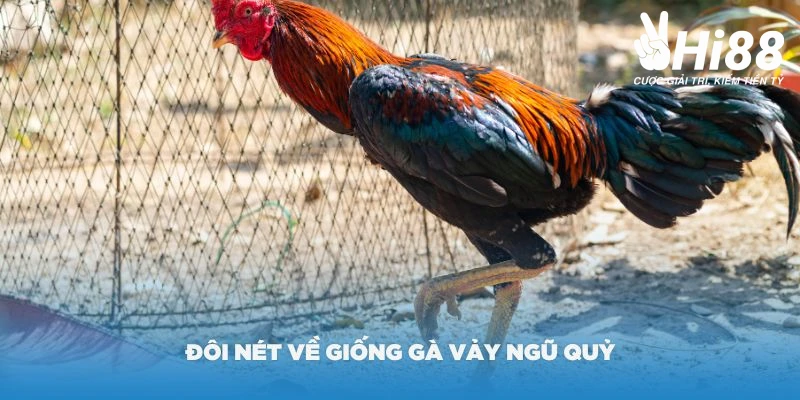 Vảy Gà Ngũ Quỷ Là Gì? Những Đặc Điểm Của Chiến Kê Sở Hữu Vảy Quý Đôi nét về giống vảy gà ngũ quỷ