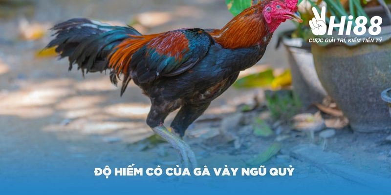 Vảy Gà Ngũ Quỷ Là Gì? Những Đặc Điểm Của Chiến Kê Sở Hữu Vảy Quý Độ hiếm có của vảy gà ngũ quỷ