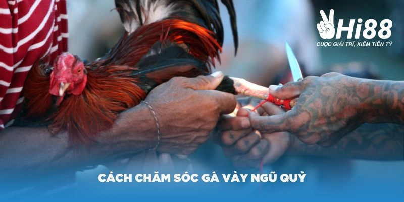 Vảy Gà Ngũ Quỷ Là Gì? Những Đặc Điểm Của Chiến Kê Sở Hữu Vảy Quý Cách chăm sóc vảy gà ngũ quỷ