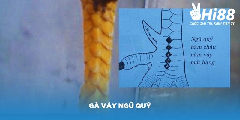 Vảy Gà Ngũ Quỷ Là Gì? Những Đặc Điểm Của Chiến Kê Sở Hữu Vảy Quý Vảy Gà Ngũ Quỷ Là Gì? Những Đặc Điểm Của Chiến Kê Sở Hữu Vảy Quý