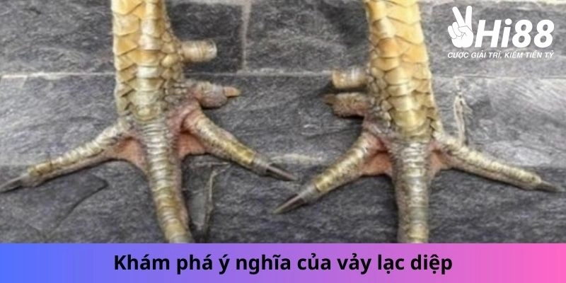 Vảy Lạc Diệp - Những Bí Ẩn Của Chiến Kê Lạc Diệp Bạn Chưa Biết Ý nghĩa của vảy lạc diệp
