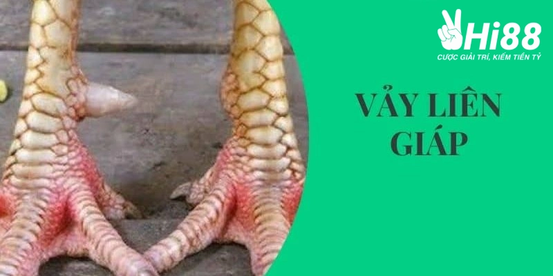 Chiến Kê Vảy Liên Giáp Đá Có Hay Không? - Bí Mật Được Bật Mí Chiến Kê Vảy Liên Giáp Đá Có Hay Không? - Bí Mật Được Bật Mí