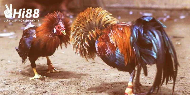 Vảy Phủ Địa - Cách Phân Biệt Đặc Trưng Loại Gà Hiếm Này Đặc điểm phân biệt vảy gà phủ địa