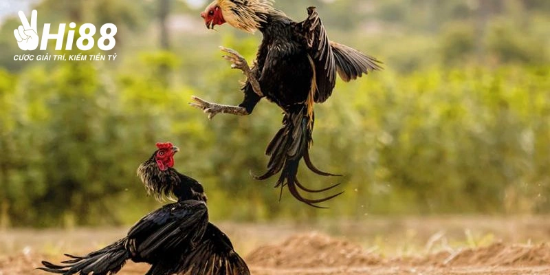 Vảy Phủ Địa - Cách Phân Biệt Đặc Trưng Loại Gà Hiếm Này Vảy phủ địa có nhiều dòng khác nhau