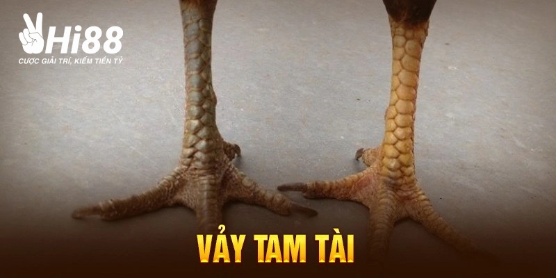 Vảy Tam Tài Tứ Quý Ở Gà Chọi - Kinh Nghiệm Chọn Chiến Kê Bao Chuẩn Vảy Tam Tài Tứ Quý Ở Gà Chọi - Kinh Nghiệm Chọn Chiến Kê Bao Chuẩn