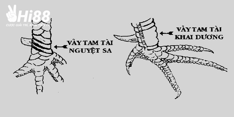Vảy Tam Tài Tứ Quý Ở Gà Chọi - Kinh Nghiệm Chọn Chiến Kê Bao Chuẩn Vảy gà tam tài tứ quý có nhiều loại với hình dạng khác nhau
