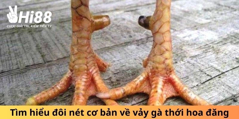 Vảy Thới Hoa Đăng - Biểu Tượng Của Sự May Mắn, Mạnh Mẽ Vảy Thới Hoa Đăng - Biểu Tượng Của Sự May Mắn, Mạnh Mẽ
